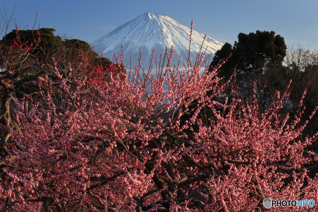 紅梅、輝くとき