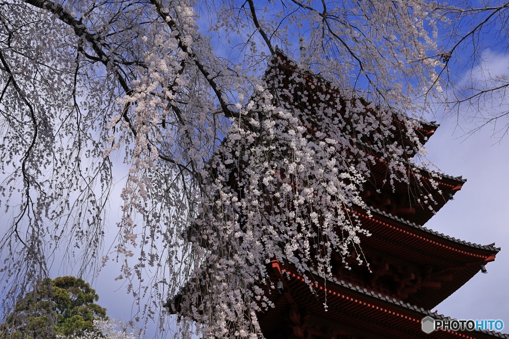 桜、満開に -15