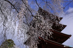 桜、満開に -15