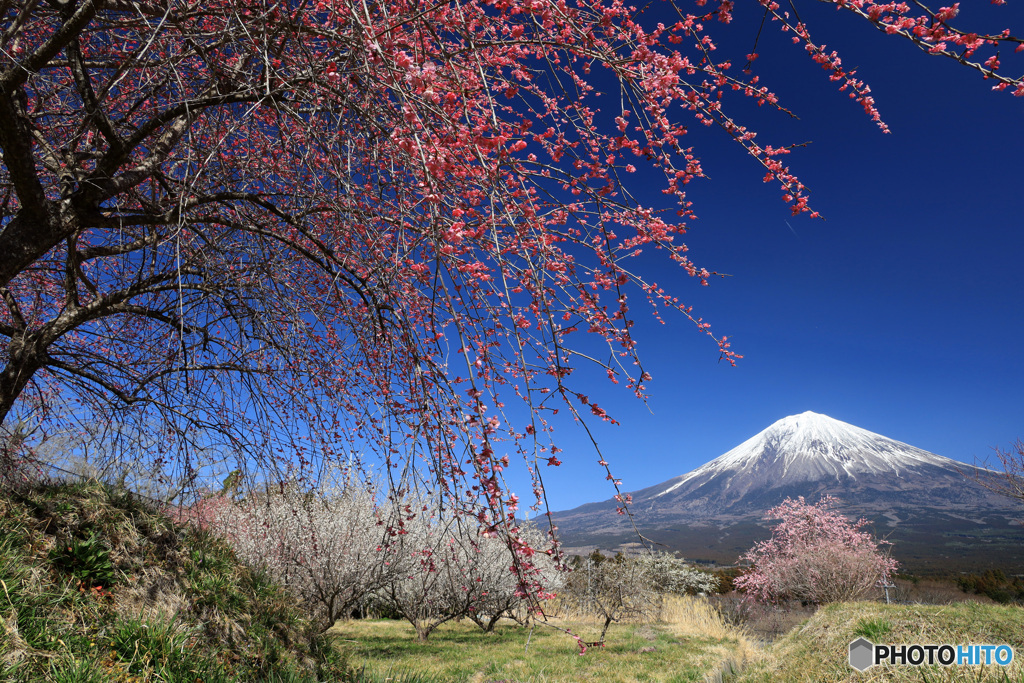 紅梅と富士