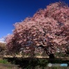 大きな桜の木