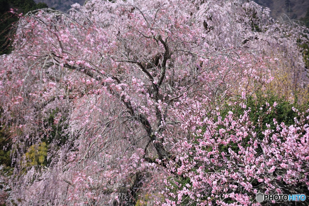 桜、満開に -21