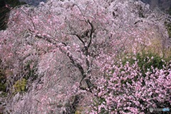 桜、満開に -21