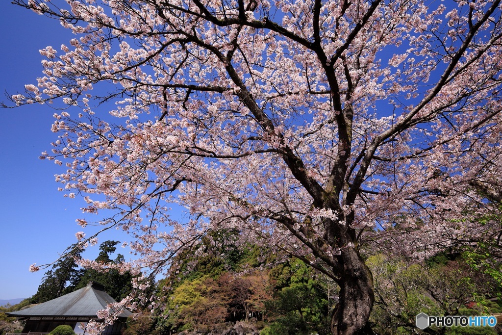 境内に咲く