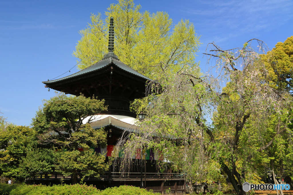 春の多宝塔