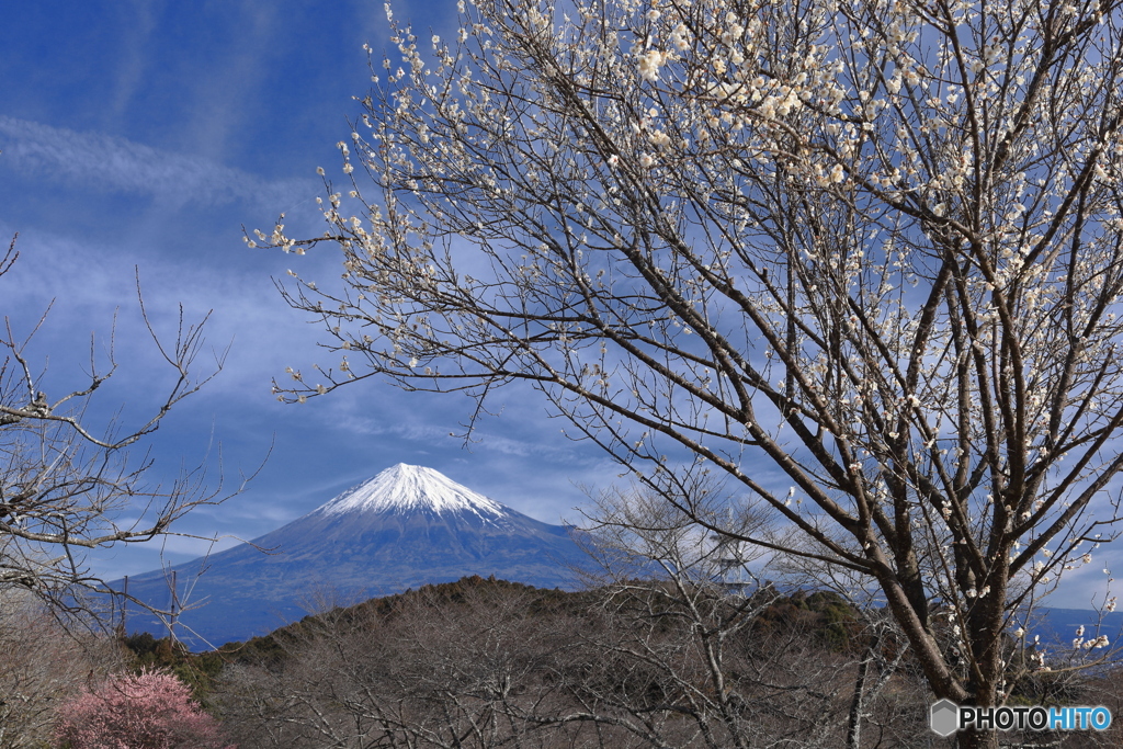 梅、咲き始める頃