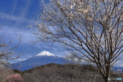 梅、咲き始める頃