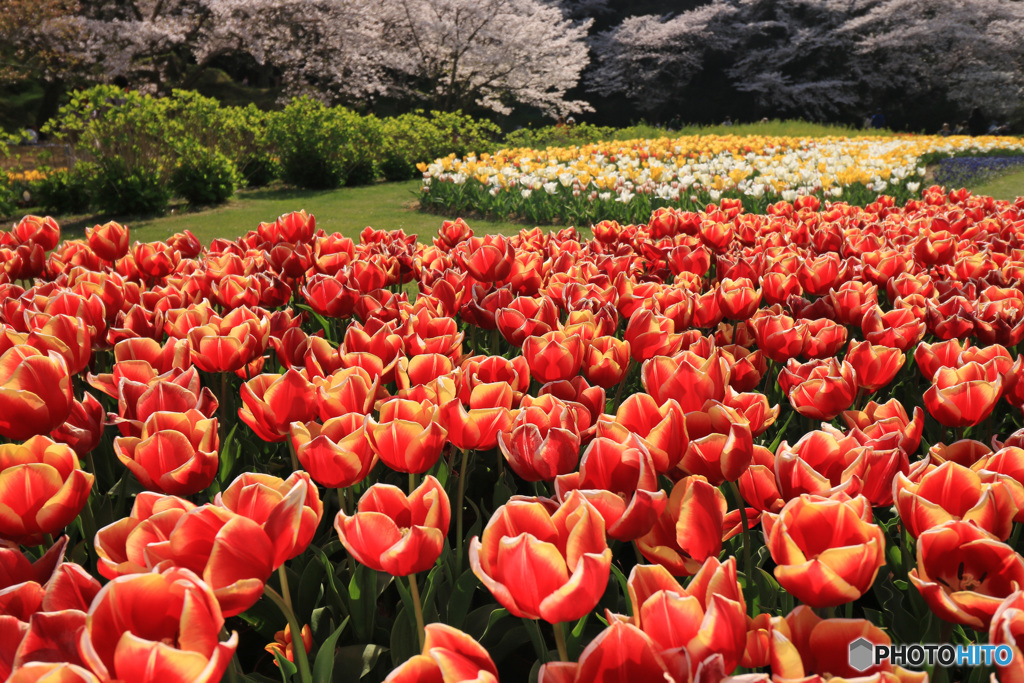 桜も咲いたチューリップ園