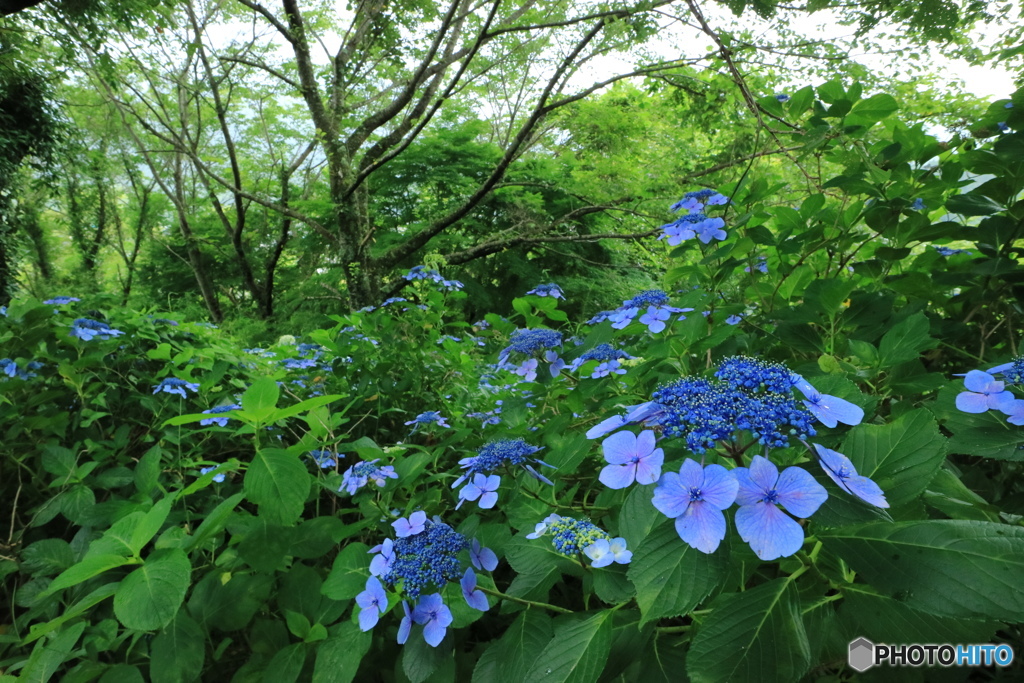 あじさい咲く日