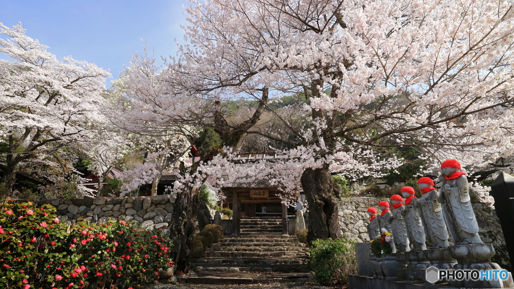 桜咲く山寺で  (604T)