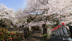 桜咲く山寺で  (604T)