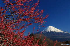 紅梅