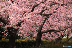 河津桜、満開に