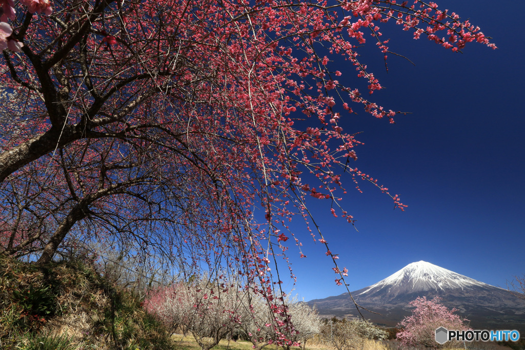 里山の春