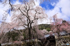 山寺に桜咲く