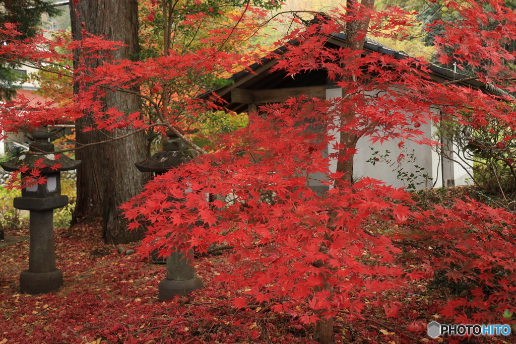 深紅の紅葉