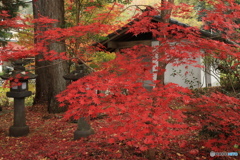 深紅の紅葉