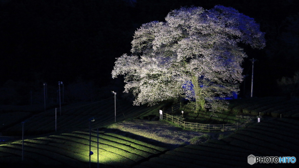 牛代（うしんしろ）の水目桜 -2