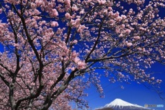 桜、満開に (684T)