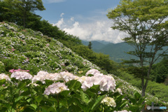 アジサイ咲く丘