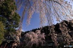 桜、満開に -5
