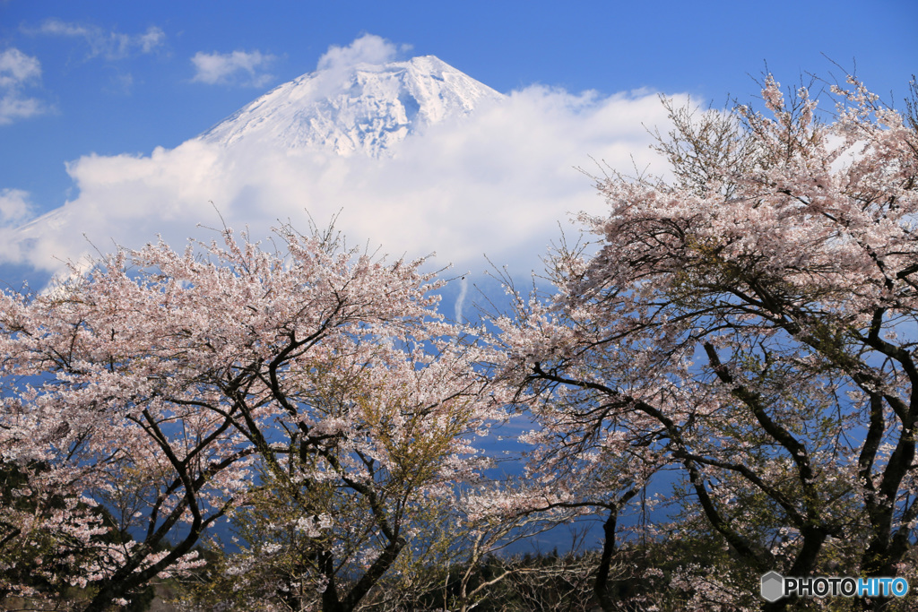 桜富士