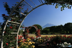 バラの咲く頃 (133Ｔ)