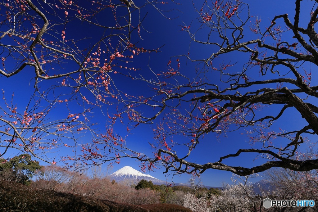 富士、遥か (680T)