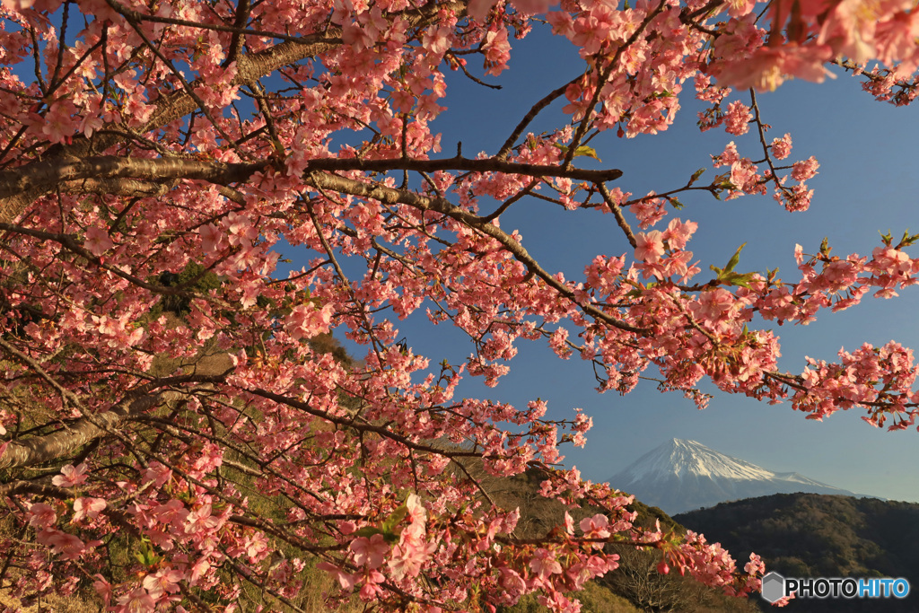 河津桜と富士