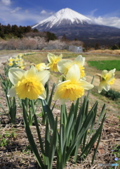スイセンと富士 -3