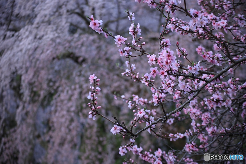 桜、満開に -3