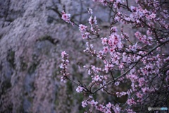 桜、満開に -3