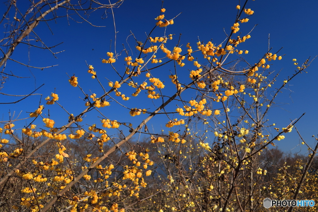 青空に蝋梅咲く。
