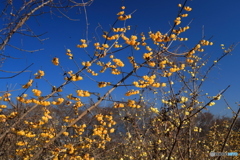 青空に蝋梅咲く。