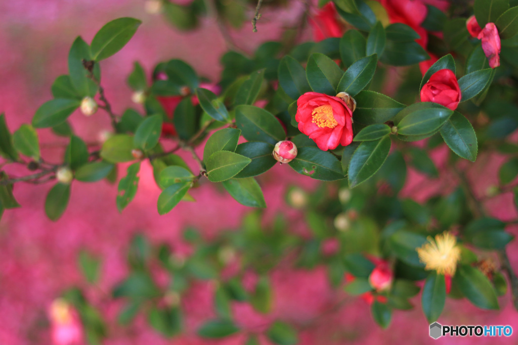 山茶花