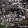 梅咲く境内