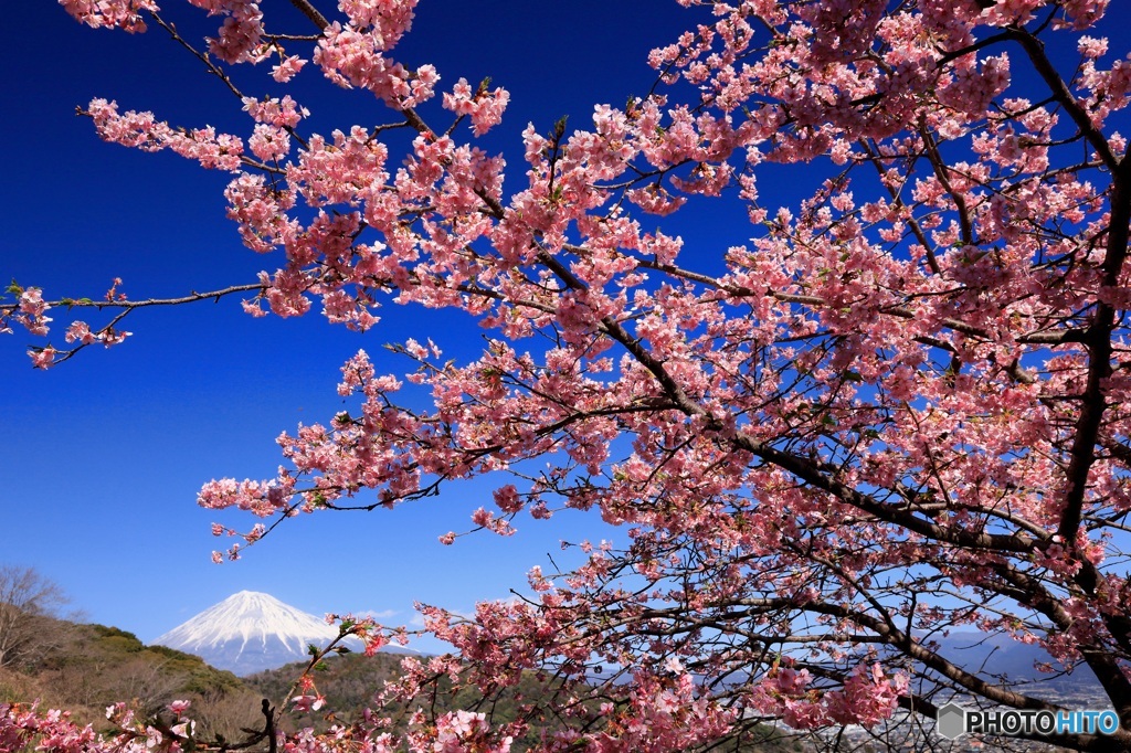 桜咲く丘で