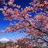 桜咲く丘で