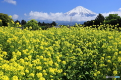 菜の花と富士