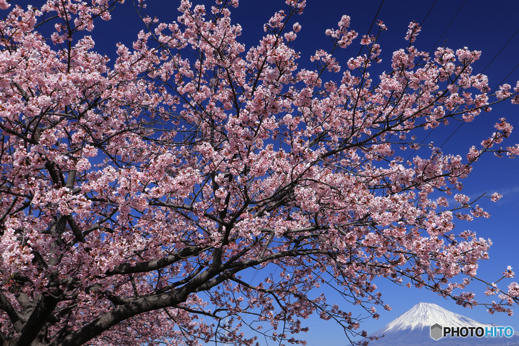 寒桜満開の頃