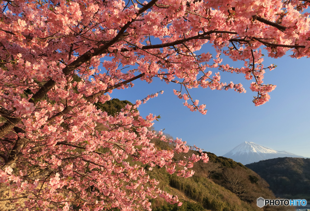 河津桜咲く丘で