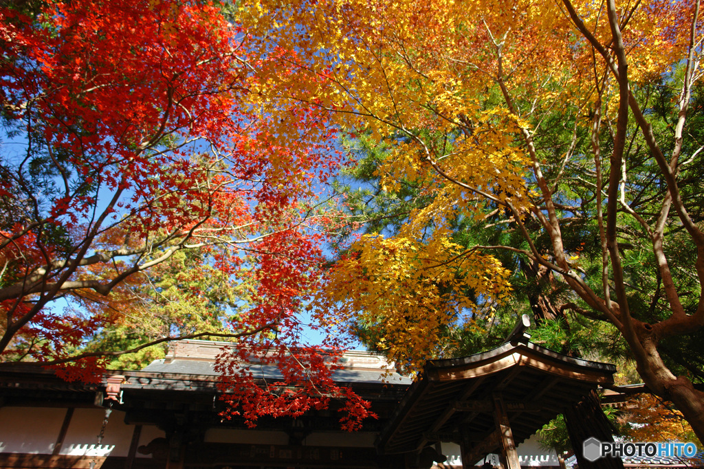 秋の覚園寺 (576T)