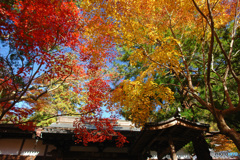 秋の覚園寺 (576T)