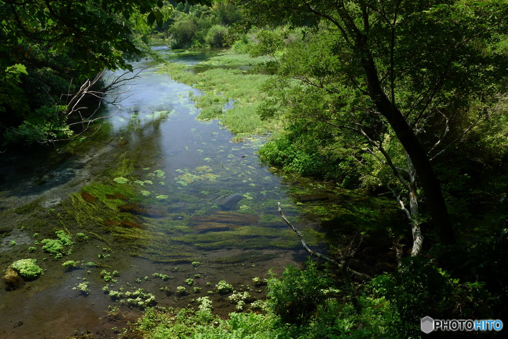 夏の柿田川