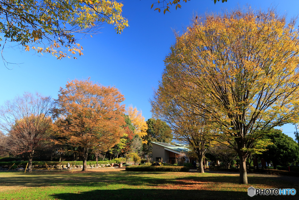 秋の公園 -3 (404T)