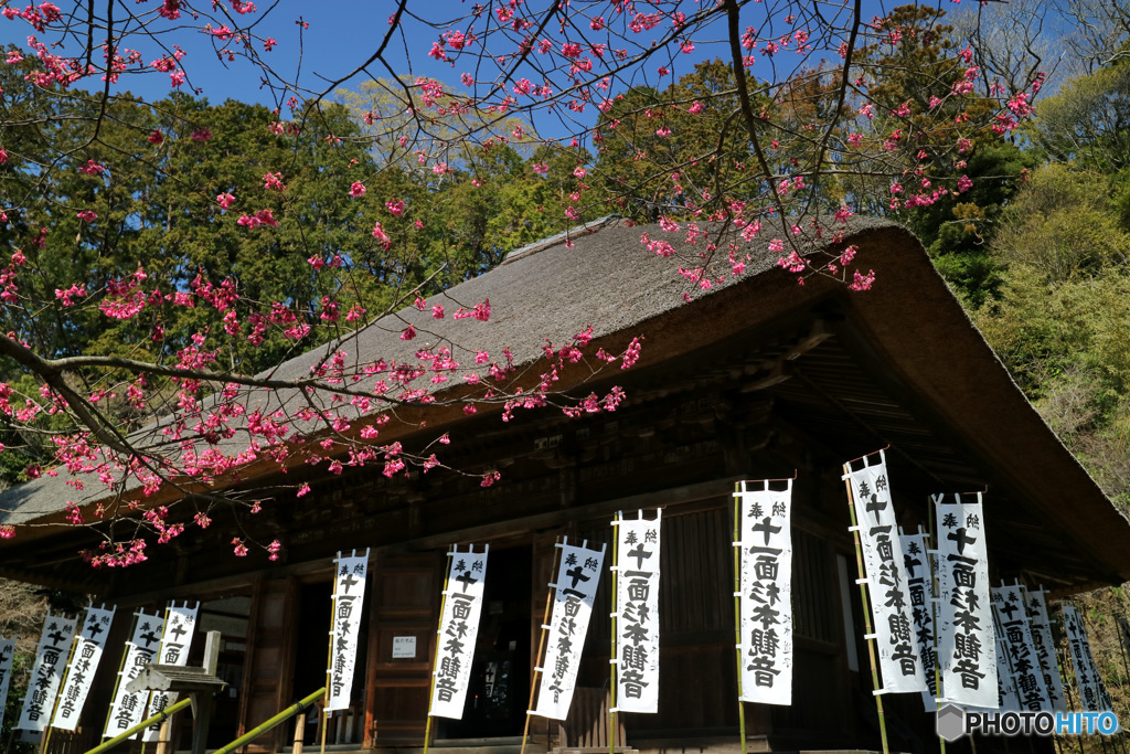 境内に咲く