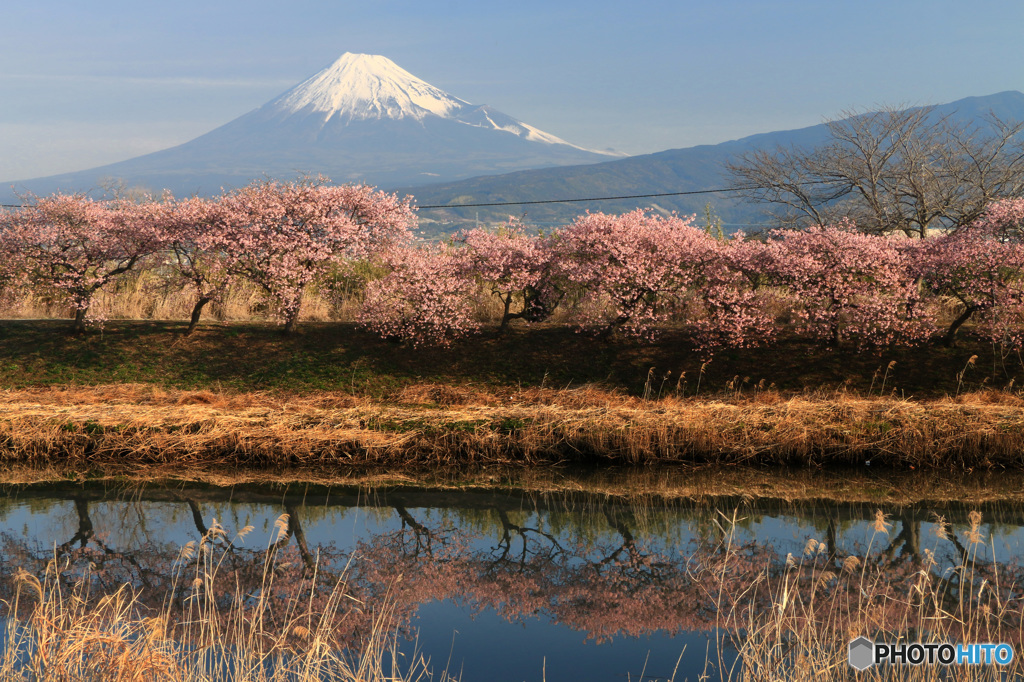 寒緋桜と富士