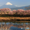 寒緋桜と富士