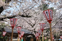 桜咲く境内