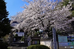 真珠院の桜